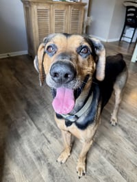 Chip - Photo 4