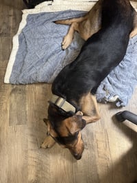Chip - Photo 7