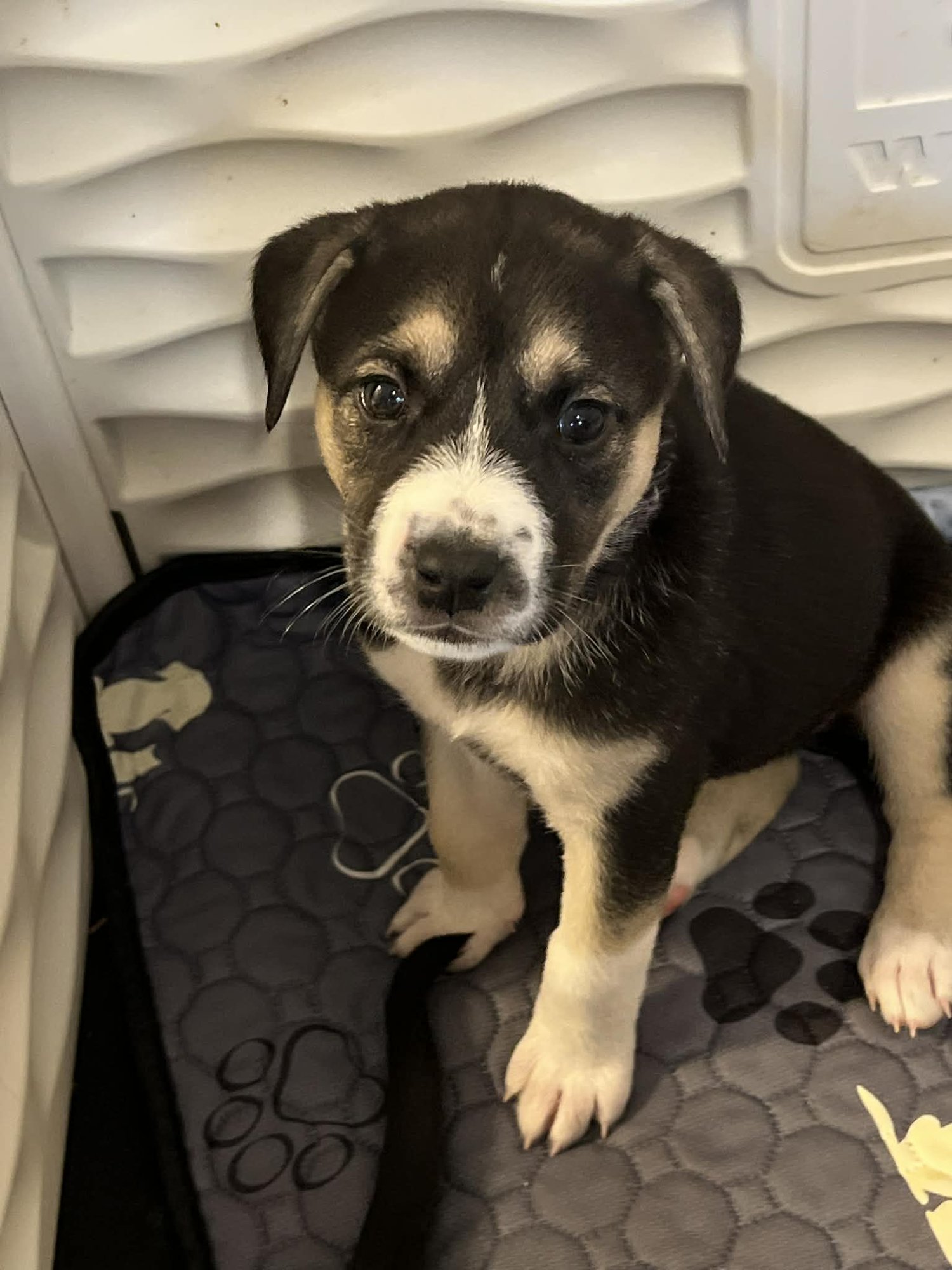 SAGE - FLOWER POWER LITTER - American Pit Bull Terrier / Labrador Retriever available for adoption