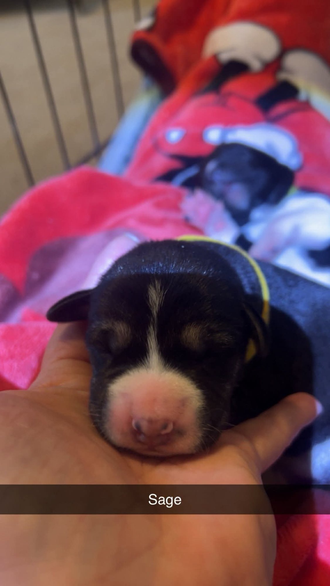 SAGE - FLOWER POWER LITTER - American Pit Bull Terrier / Labrador Retriever available for adoption