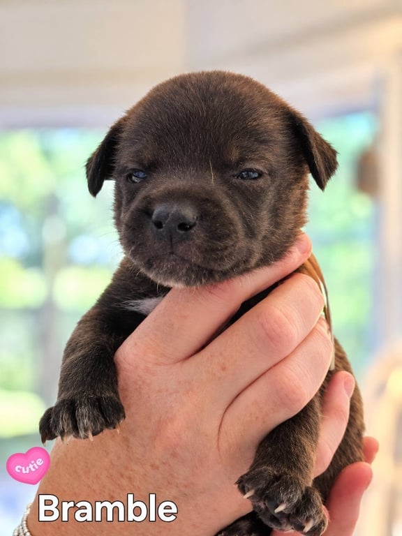 Bramble - Willow Mae Litter Image