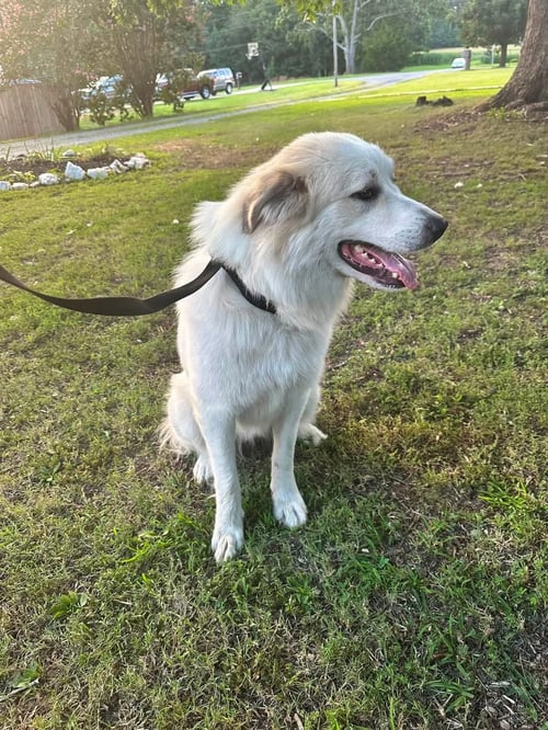 HOUDINI - Great Pyrenees available for adoption