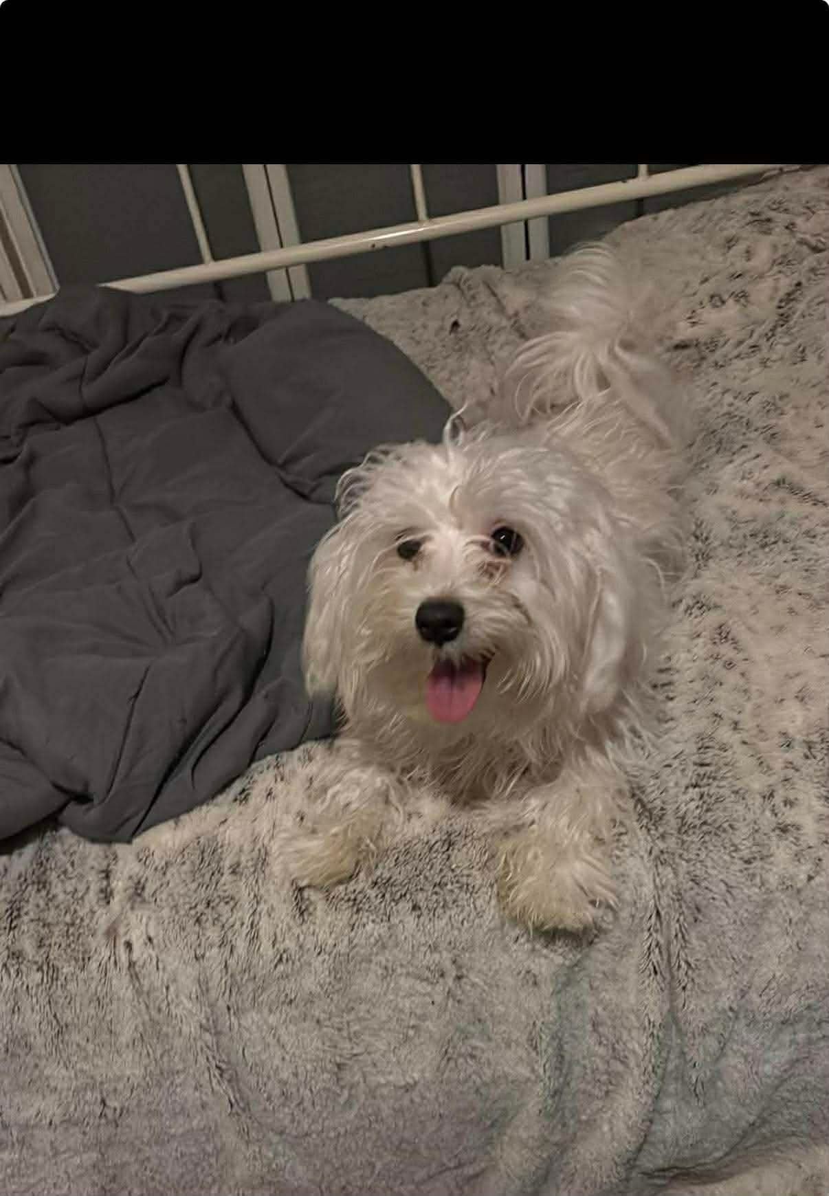 CHIP - Maltese available for adoption