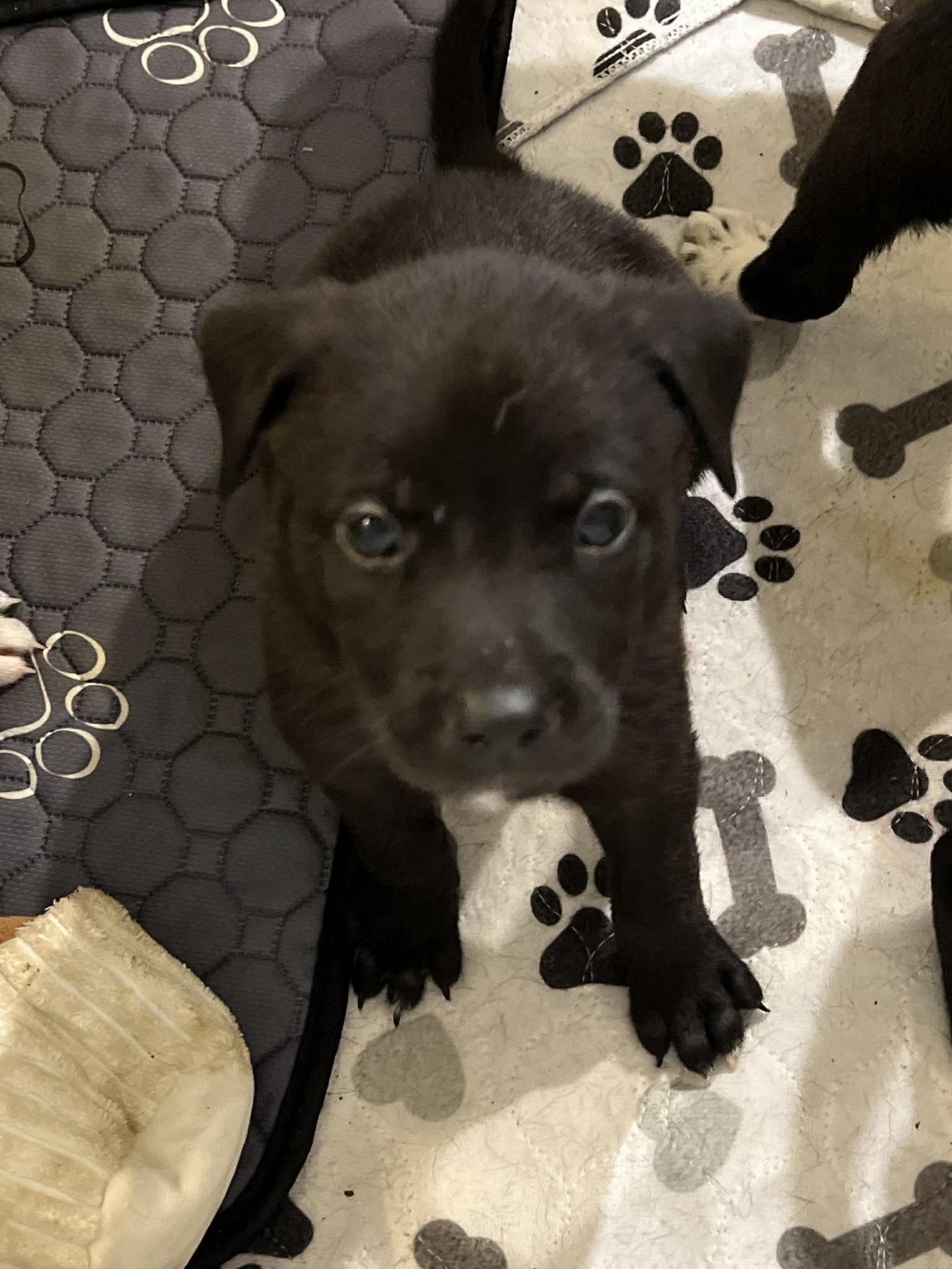 JASMINE - FLOWER POWER LITTER - American Pit Bull Terrier / Labrador Retriever available for adoption