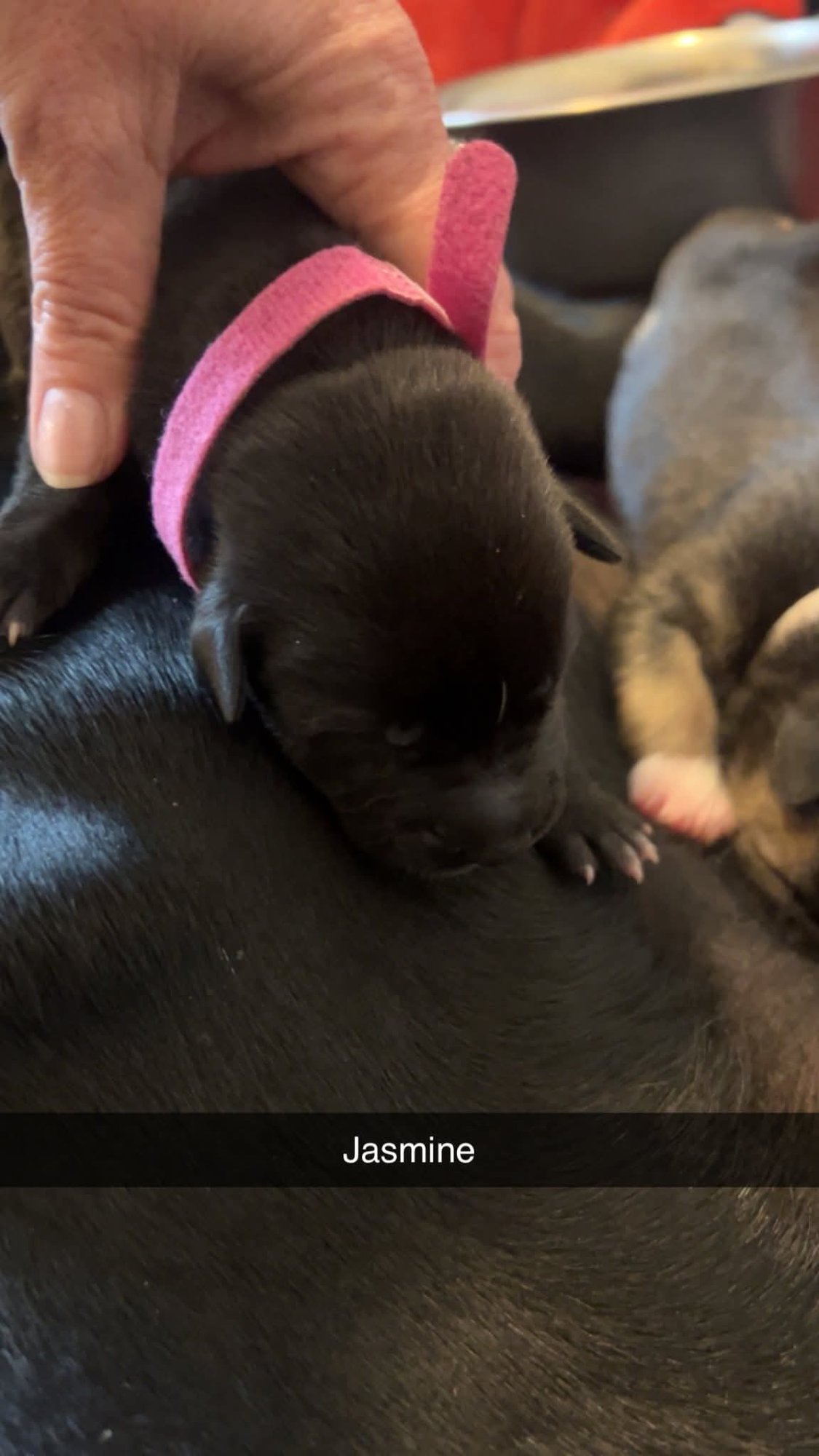 JASMINE - FLOWER POWER LITTER - American Pit Bull Terrier / Labrador Retriever available for adoption