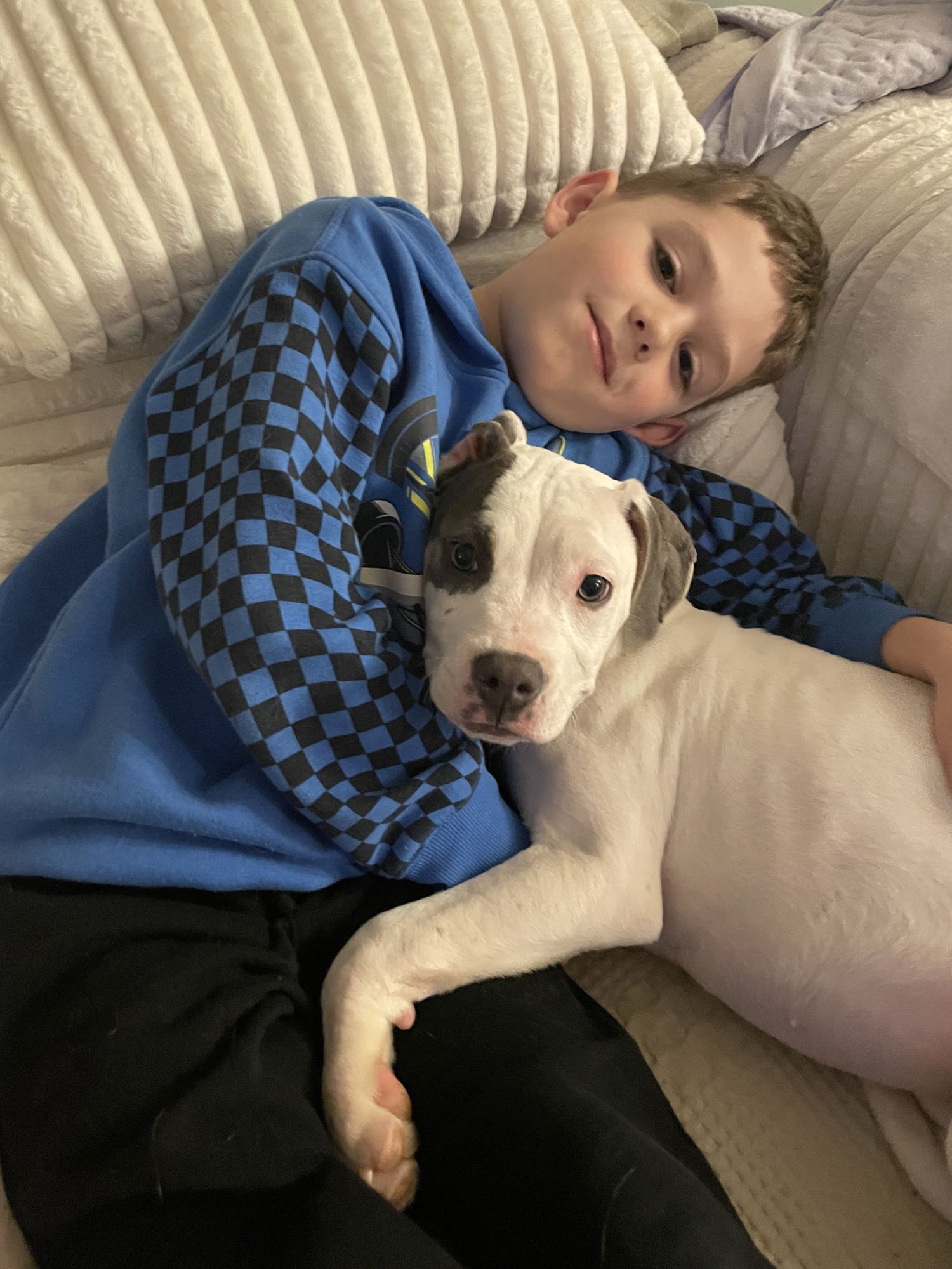 MAYA - American Staffordshire Terrier available for adoption