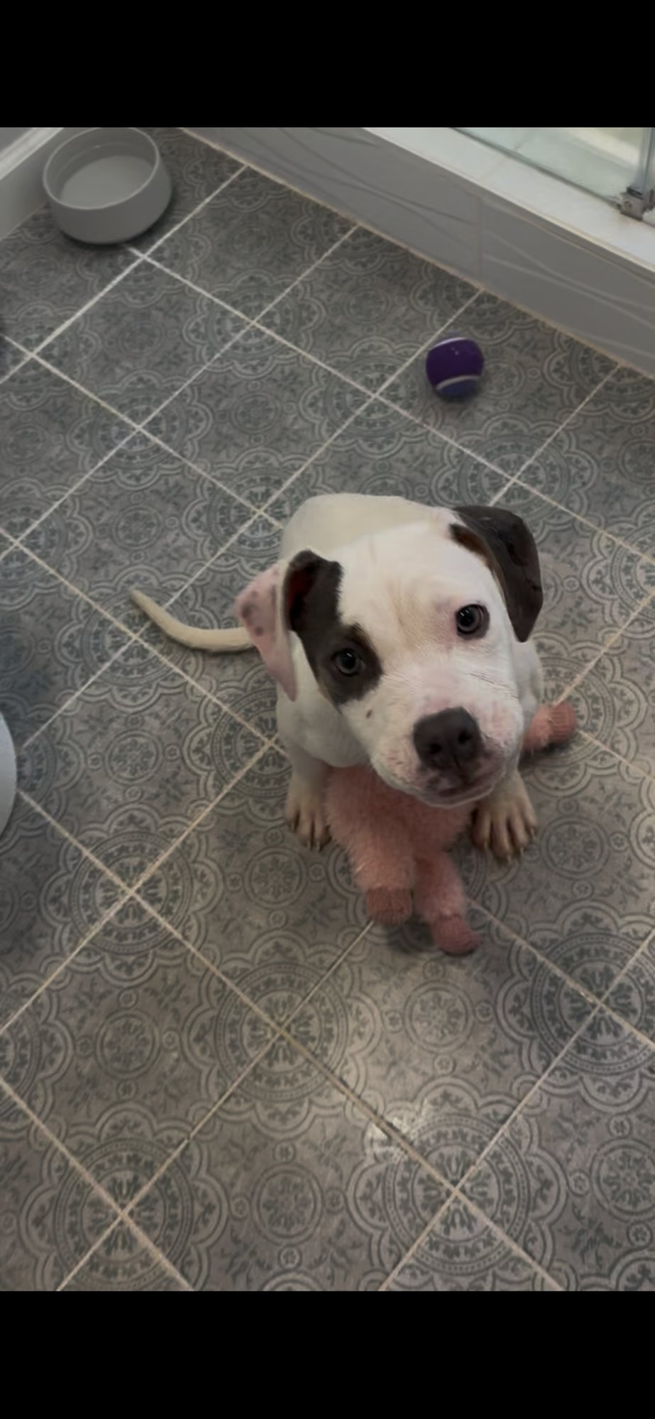 MAYA - American Staffordshire Terrier available for adoption