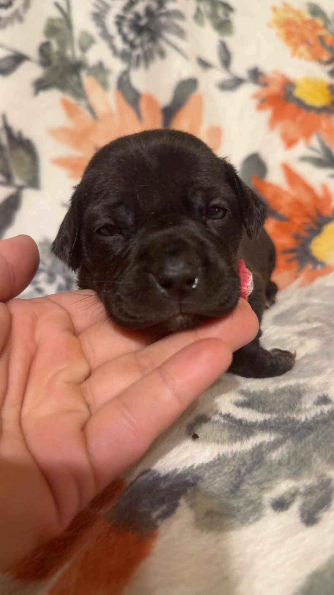 TINY-STELLA'S LITTER - Shepherd / Boxer available for adoption