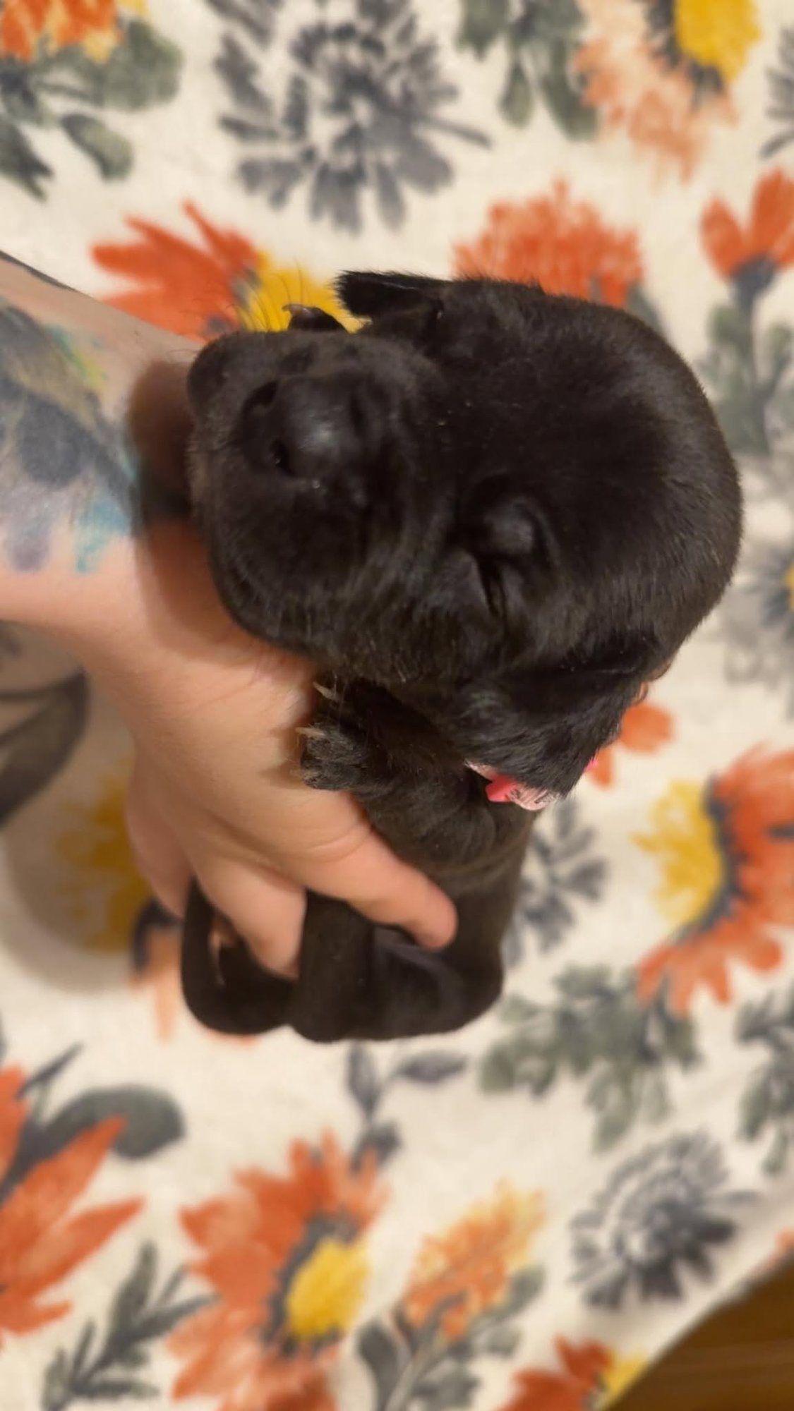 TINY-STELLA'S LITTER - Shepherd / Boxer available for adoption