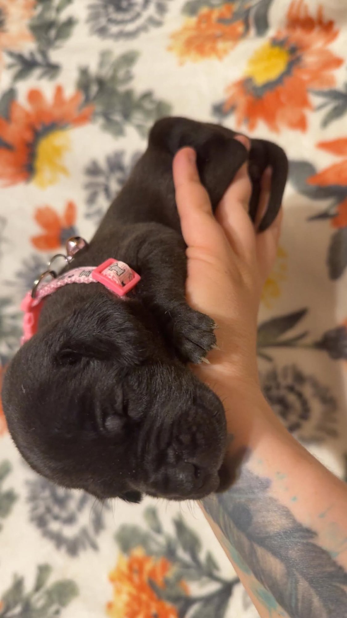 Tiny-Stella's Litter - Photo 3