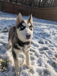 Winnie - Photo 16