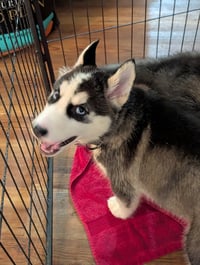 Winnie - Photo 18