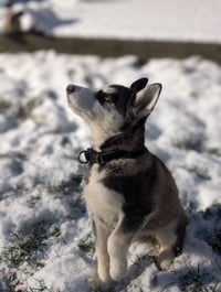 Winnie - Photo 14