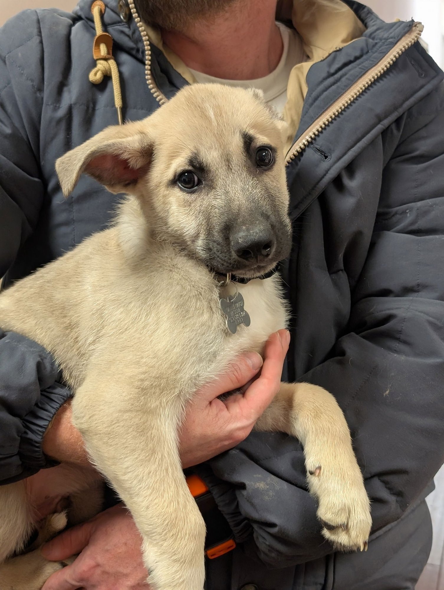 MICK - Shepherd available for adoption