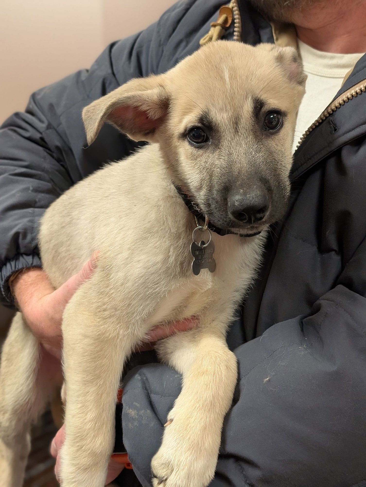 MICK - Shepherd available for adoption