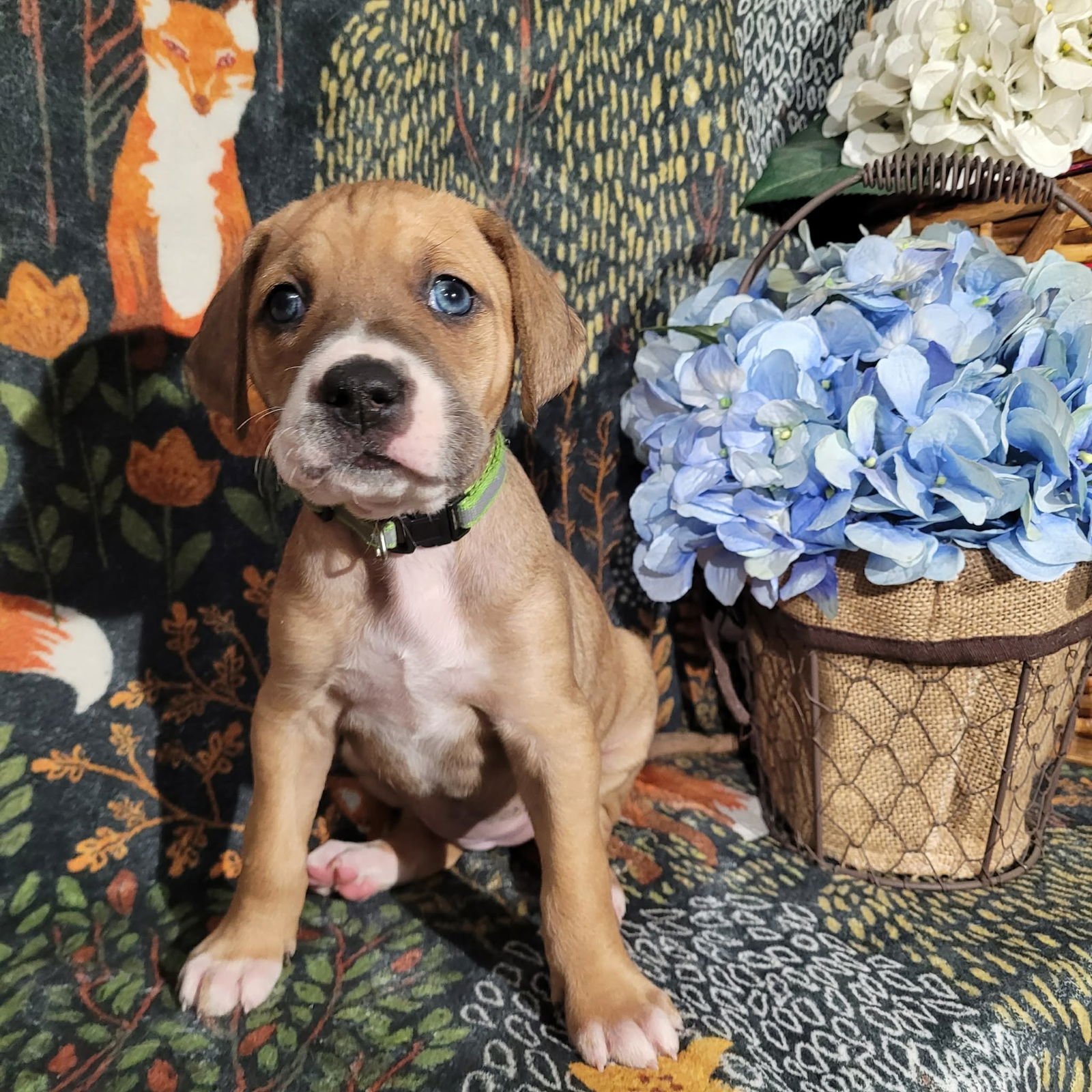 FROST - ZELDA'S LITTER - Terrier available for adoption