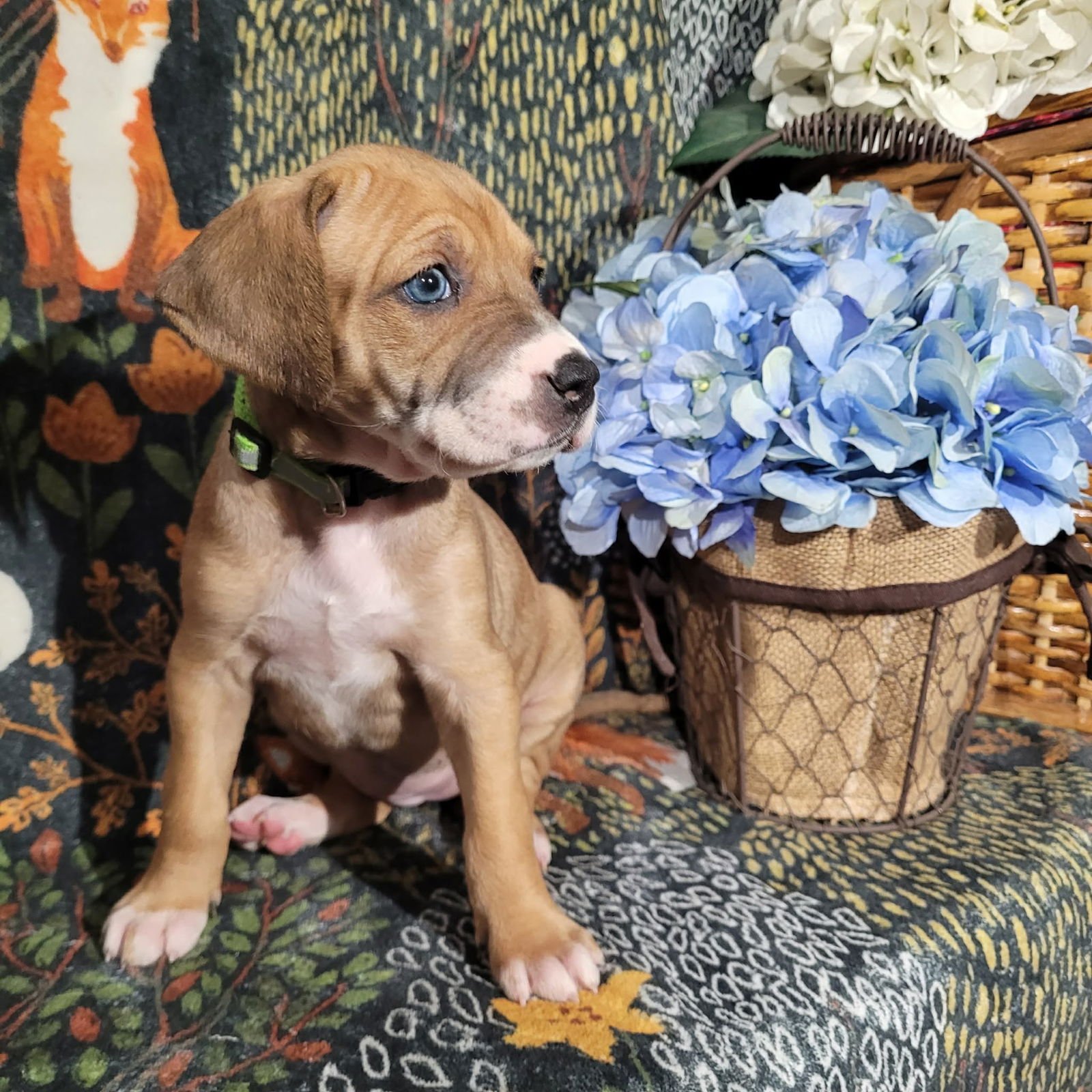 FROST - ZELDA'S LITTER - Terrier available for adoption