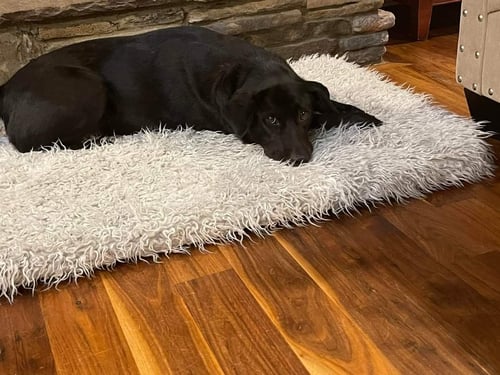 SYLVIE - Labrador Retriever available for adoption
