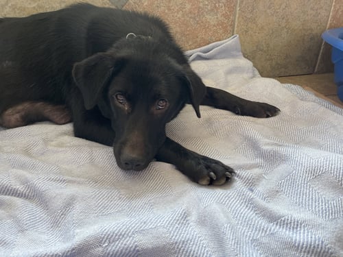 SYLVIE - Labrador Retriever available for adoption