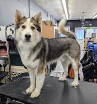 Luka - Photo 8