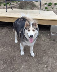 Luka - Photo 4