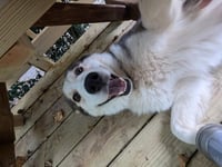 Luka - Photo 10