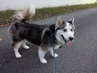 Luka - Photo 1