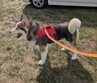 Luka - Photo 17