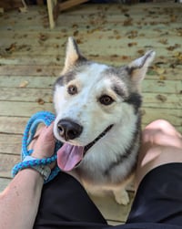 Luka - Photo 2