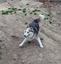 Luka - Photo 20