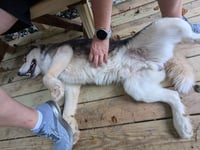 Luka - Photo 11