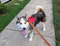 Luka - Photo 12