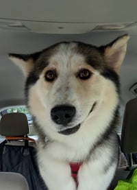 Luka - Photo 3