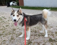 Luka - Photo 6