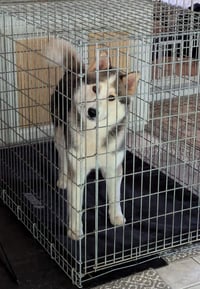Luka - Photo 9