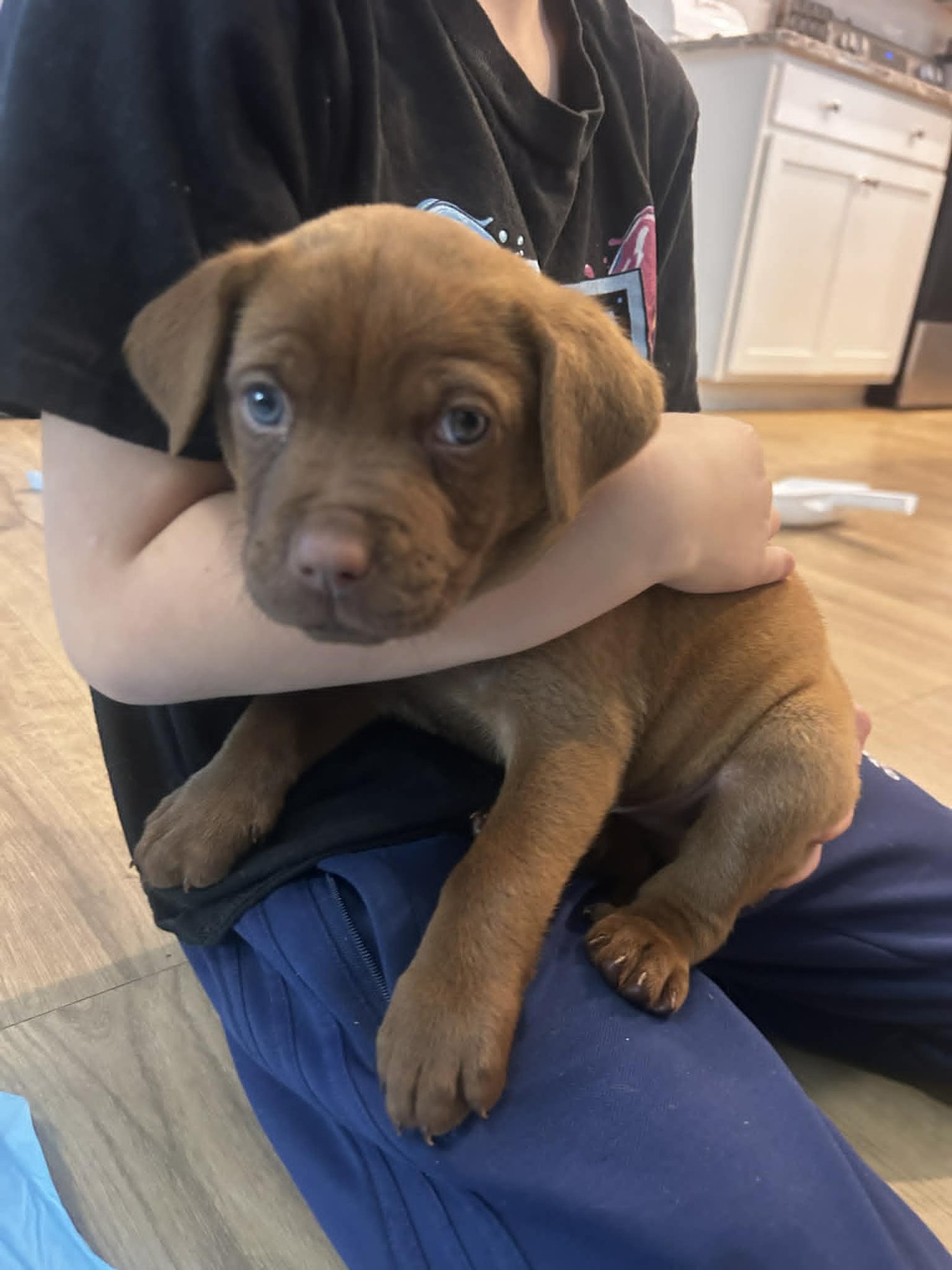 BUD - BEER LITTER - Shepherd / Hound available for adoption