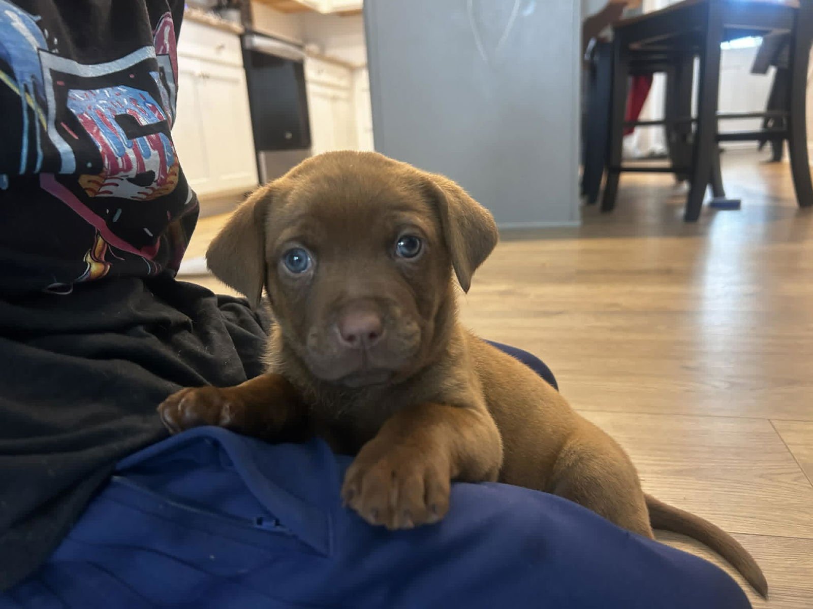 BUD - BEER LITTER - Shepherd / Hound available for adoption