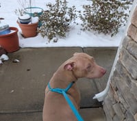 Muffin: Sweet Treats Litter - Photo 15