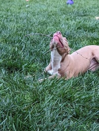 Muffin: Sweet Treats Litter - Photo 14