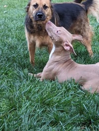 Muffin: Sweet Treats Litter - Photo 2