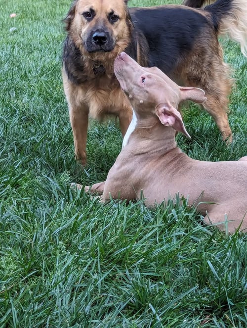 MUFFIN: SWEET TREATS LITTER - American Staffordshire Terrier / Staffordshire Bull Terrier available for adoption
