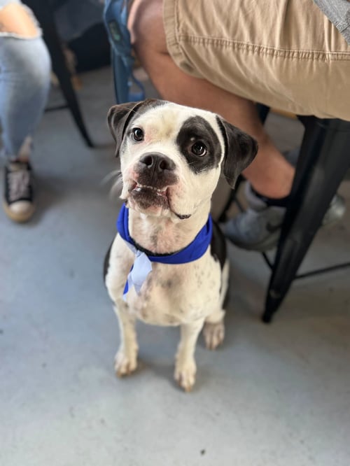 EEYORE - American Staffordshire Terrier available for adoption