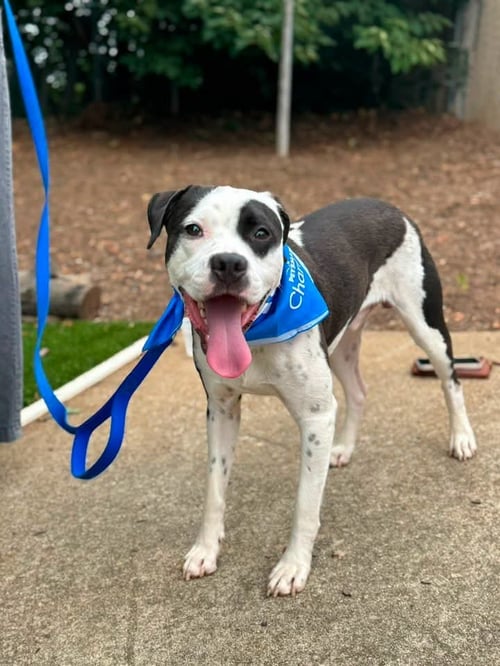 EEYORE - American Staffordshire Terrier available for adoption