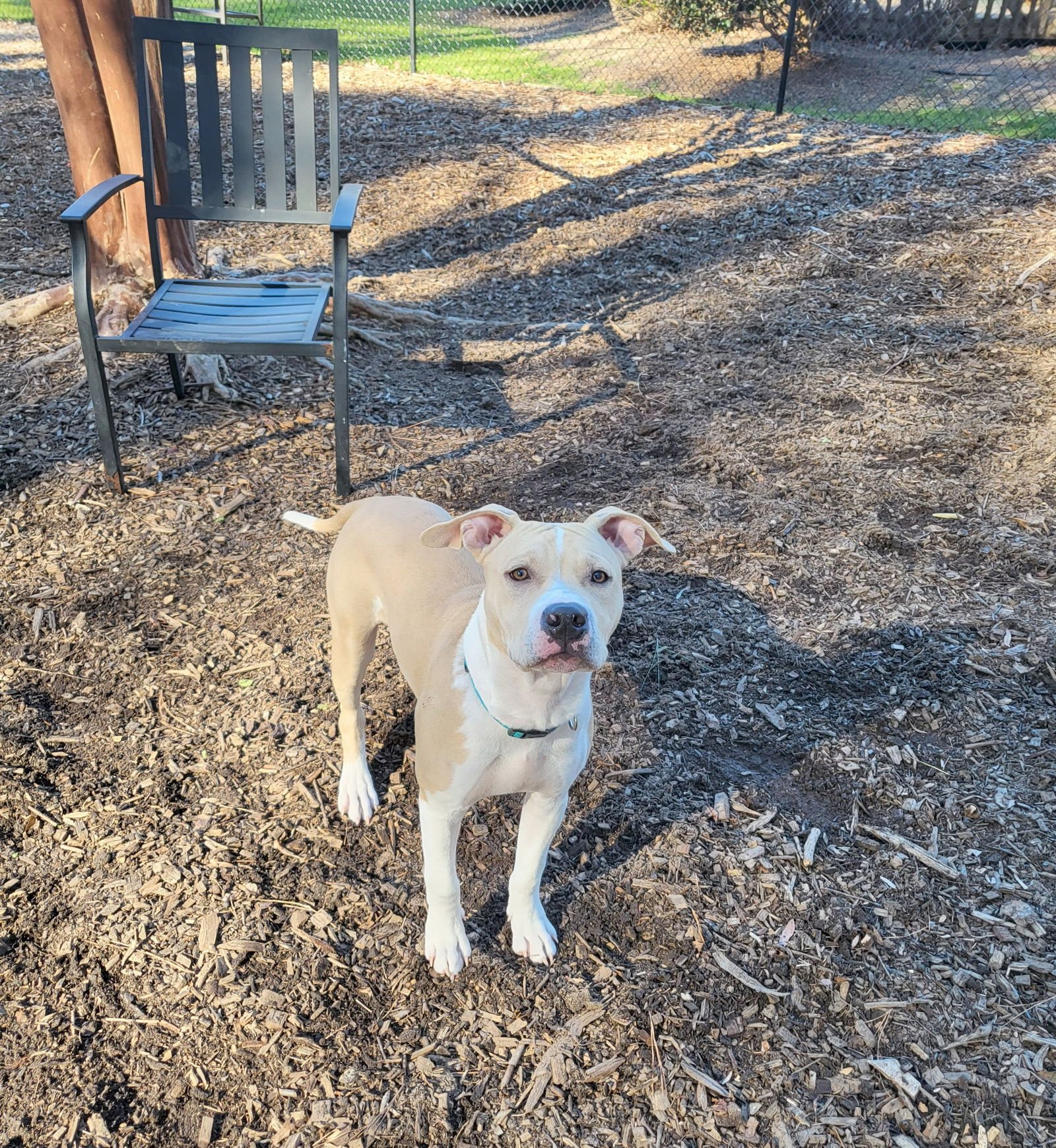 FINN (COURTESY) - American Staffordshire Terrier available for adoption