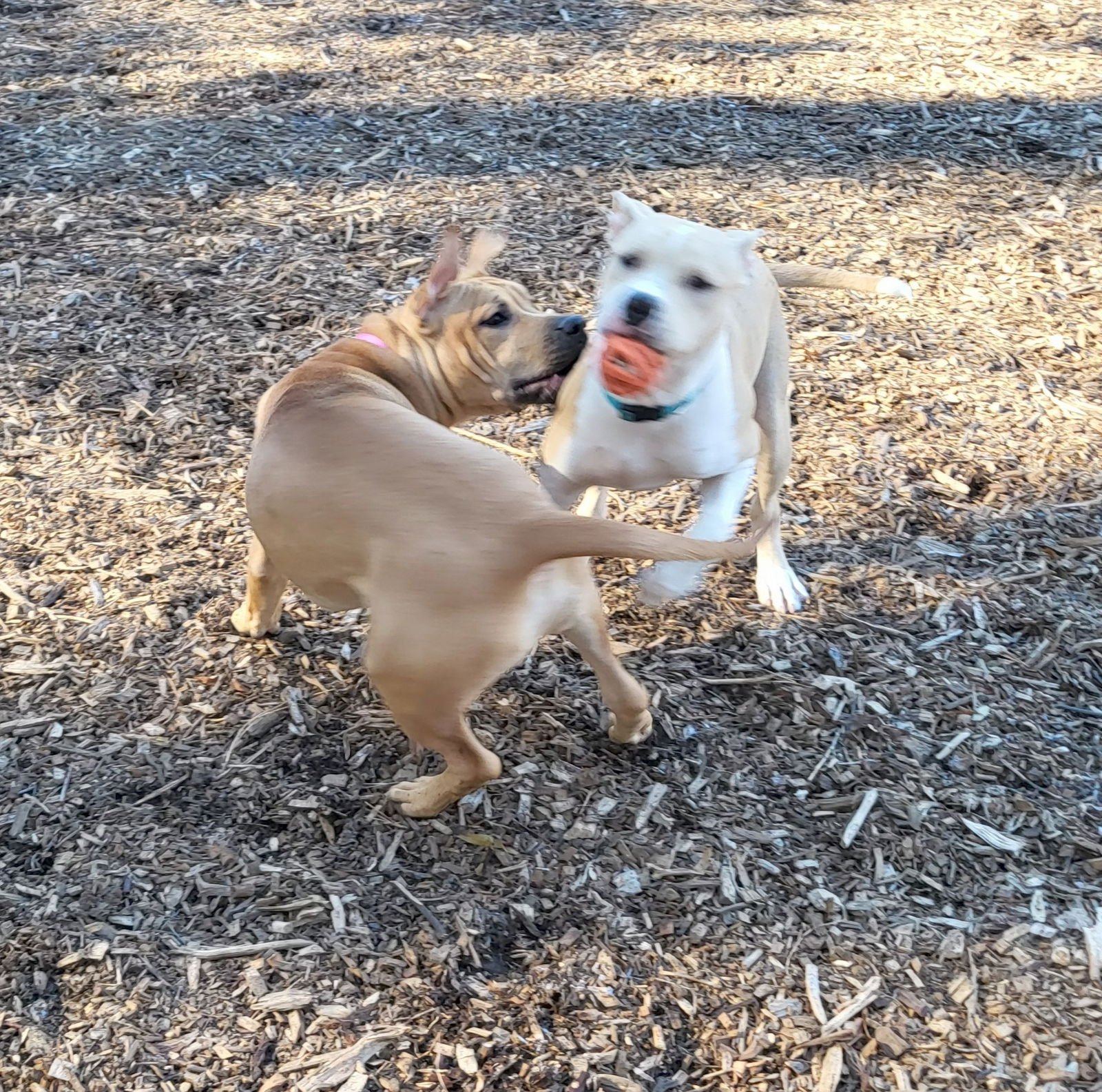 FINN (COURTESY) - American Staffordshire Terrier available for adoption