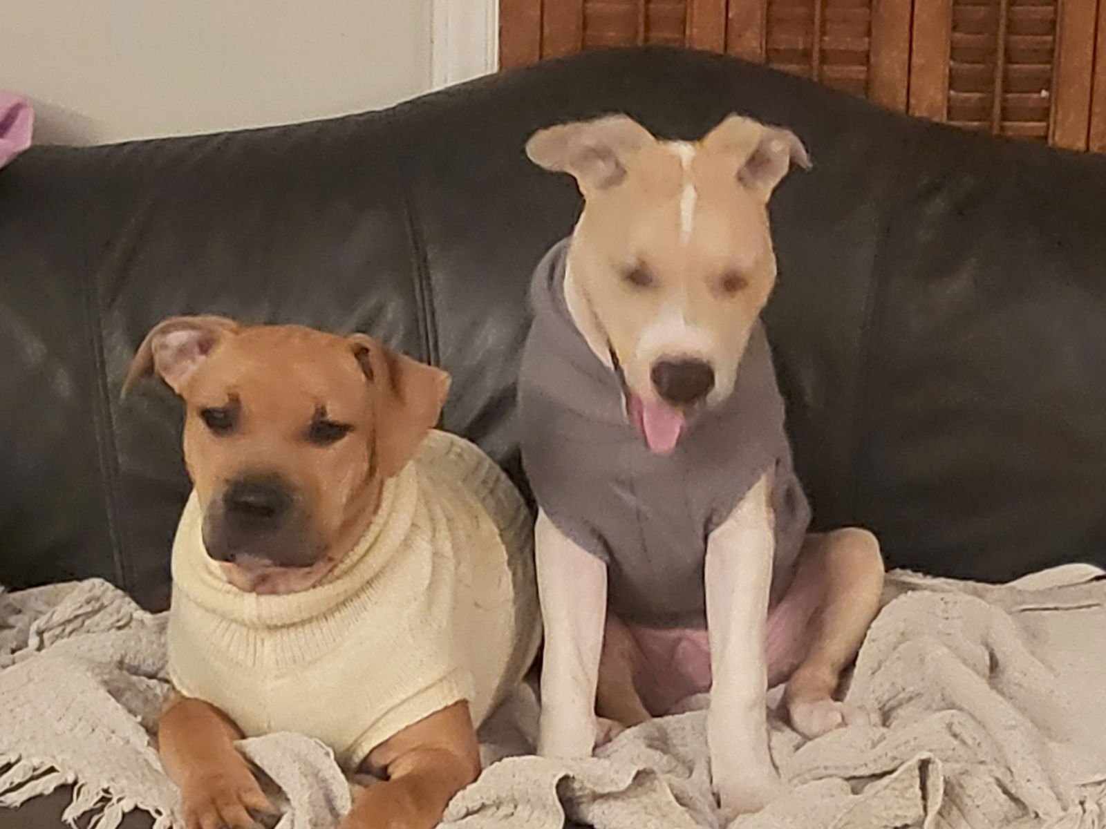 Finn (Courtesy) - Photo 3