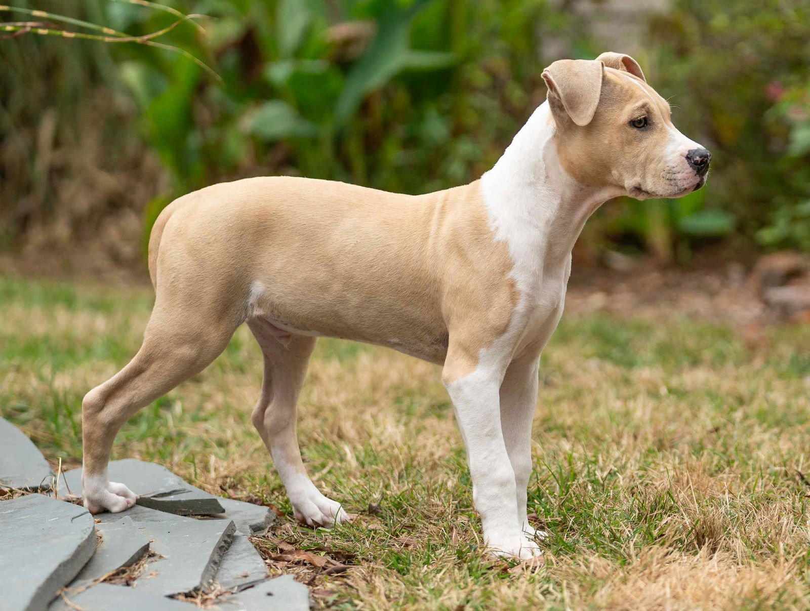 Finn (Courtesy) - Photo 4