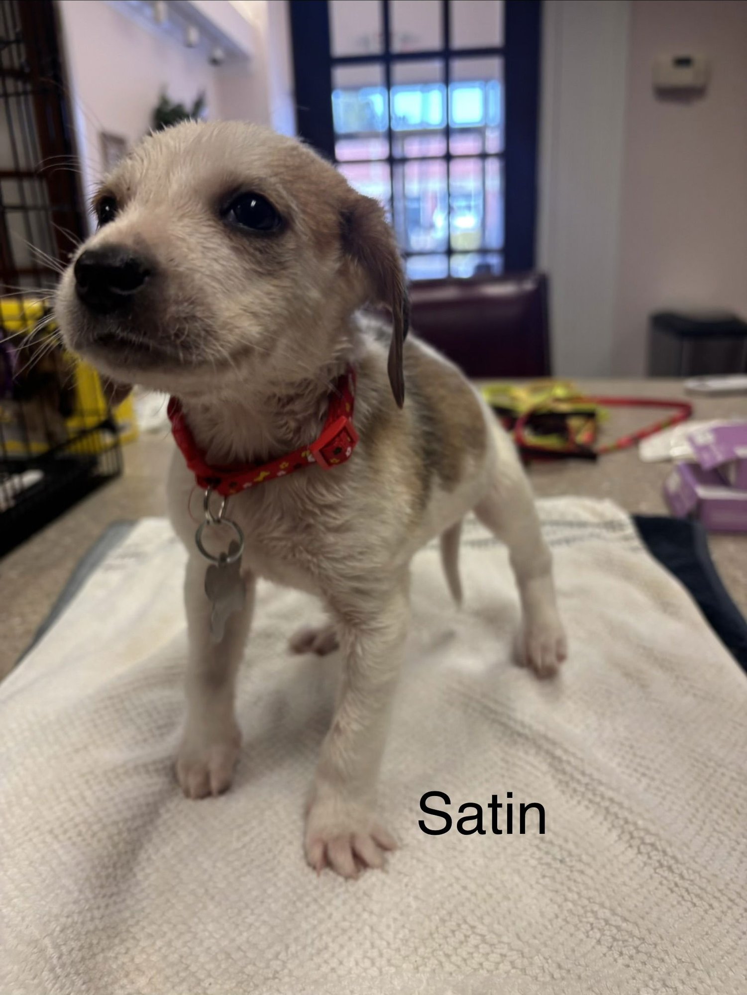 SATIN - Beagle available for adoption