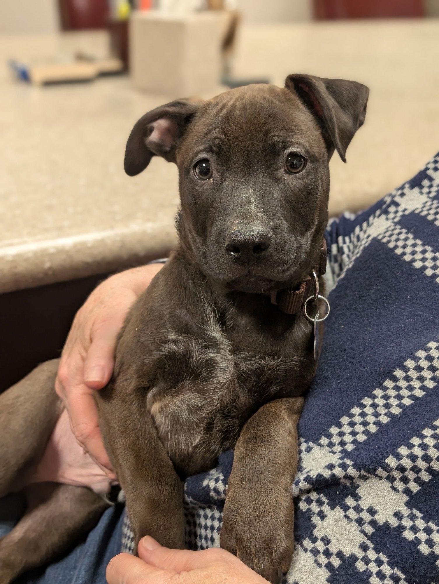 ZEPPELIN - German Shepherd Dog available for adoption