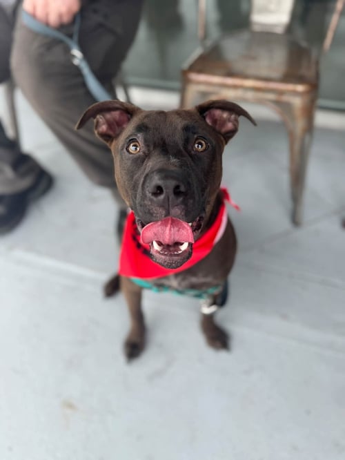 ZEPPELIN - German Shepherd Dog / American Staffordshire Terrier available for adoption